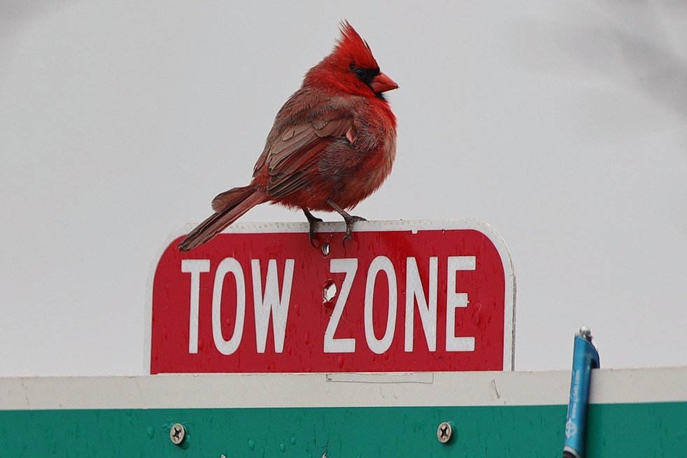 Los Angeles Dodgers vs St. Louis Cardinals Picks and Prediction for Friday May 1 2026
